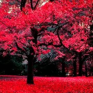 Meet your Posher, Chie